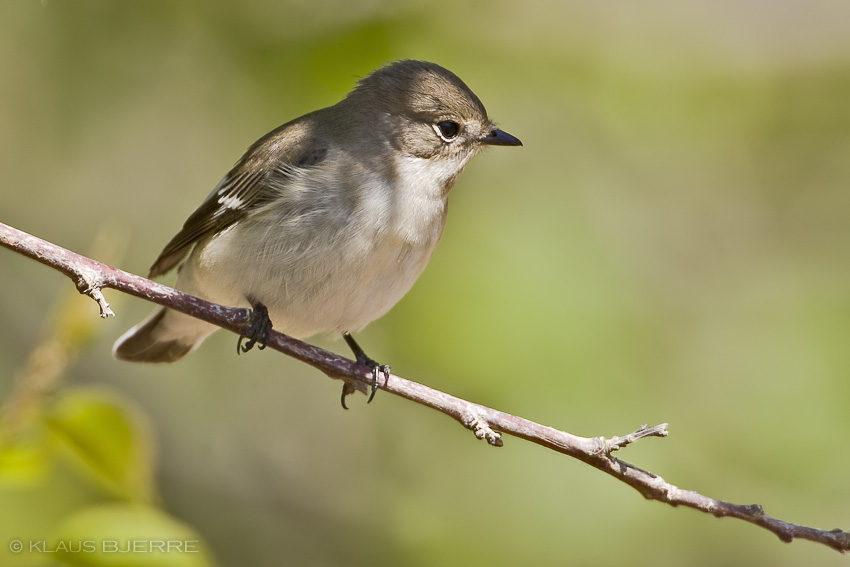 Collared Flycatcher_KBJ8776.jpg - Collared Flycatcher female - Kibbutz Neot Semadar